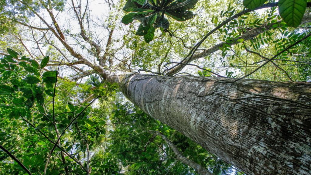 Native Trees