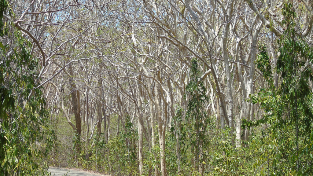 Native Trees