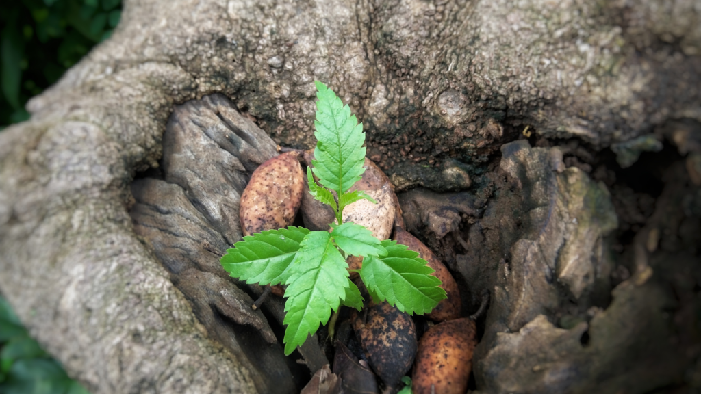 Pongamia pinnata