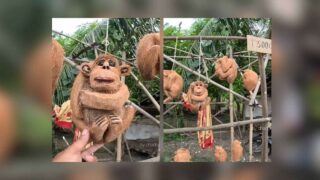 Monkeycoc: Cebu’s hand-carved coconut monkeys are trending online